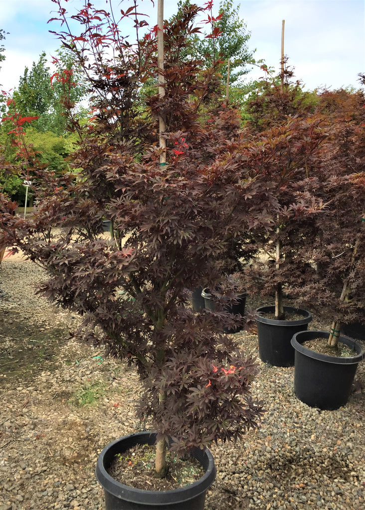 Acer palmatum 'W.C.R' (CG)
