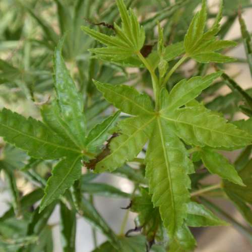 Acer palmatum 'Kurui jishi' (Dwarf) (BBP)