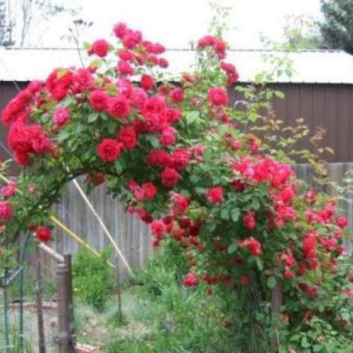 Rosa climb. 'Blaze' (red)