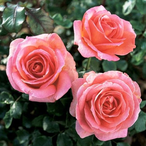 Rosa ht. Elle® (pink)