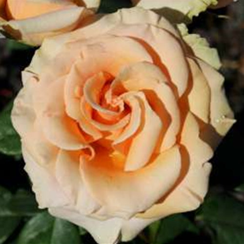 Rosa ht. 'Marilyn Monroe' ™ PP14398 (apricot)