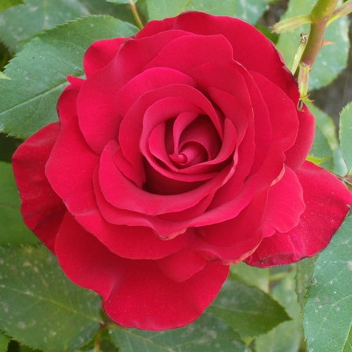 Rosa ht. 'Opening Night' PP11265 (red)