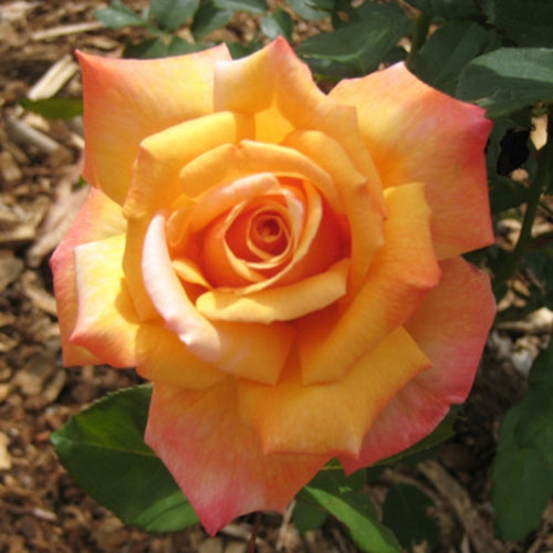 Rosa ht. 'Tahitian Sunset' PP1904 (apricot/pink)