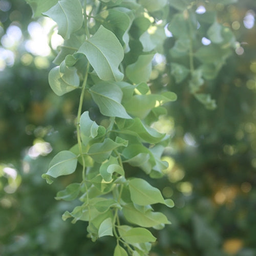 Robinia pseud. Twisty Baby®