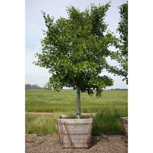 Ginkgo b. 'Magyar'