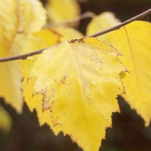 Betula n. 'Heritage'