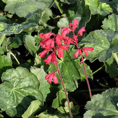 Heuchera x Bressingham Hybrids (pink)