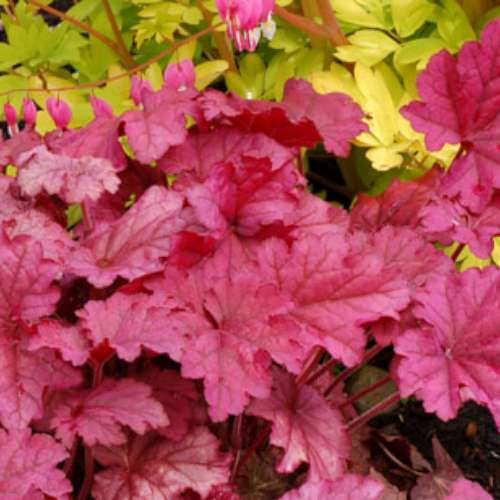Heuchera 'Berry Smoothie' PP21871
