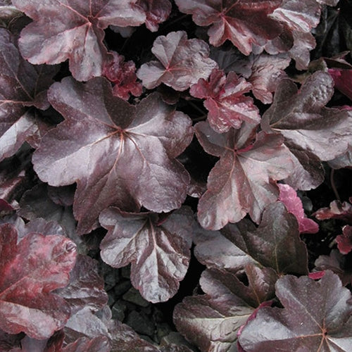 Heuchera x 'Obsidian' PP14836