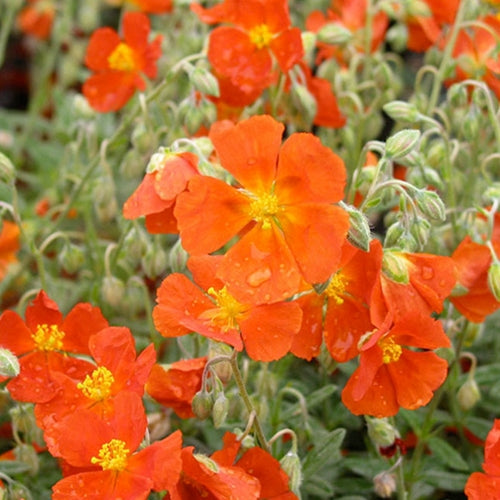 Helianthemum num. 'Henfield Brilliant' (orange)