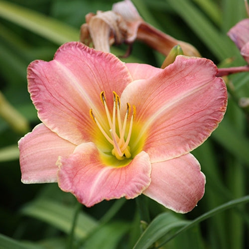 Hemerocallis 'Awesome Blossom' (rose)