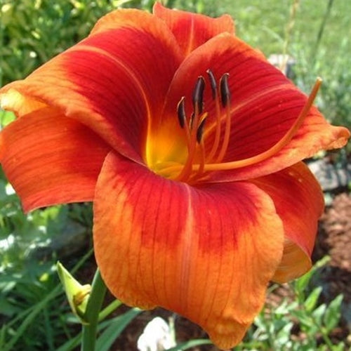 Hemerocallis 'Outrageous' (orange)