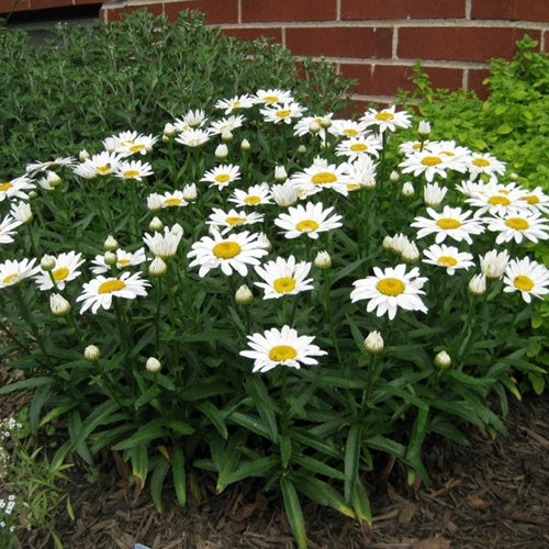 Leucanthemum x s. 'Snow Lady'