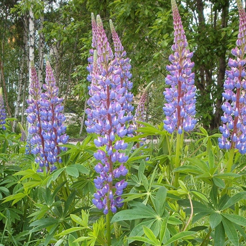 Lupinus polyphyllus