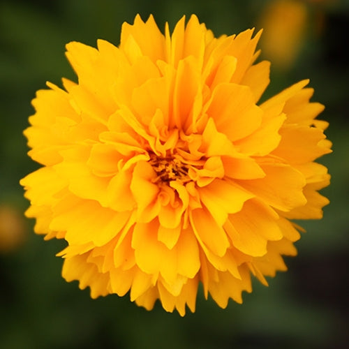 Coreopsis g. 'Early Sunrise' (double yellow)