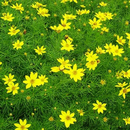 Coreopsis v. 'Zagreb' (yellow)