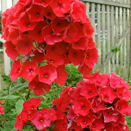 Phlox pan. 'Red Riding Hood' (cherry red)