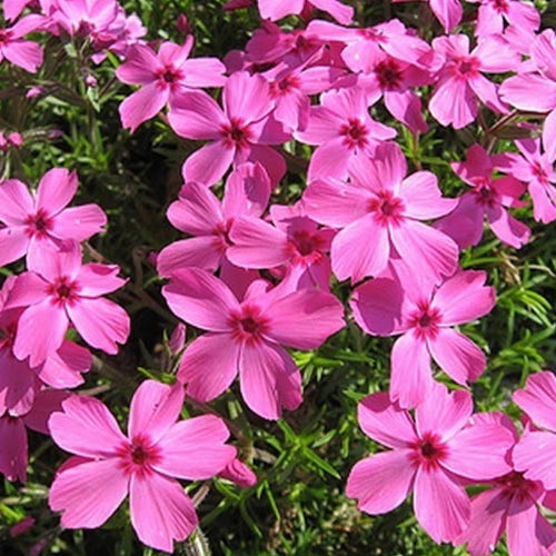 Phlox sub. 'Drummond's Pink' (pink)
