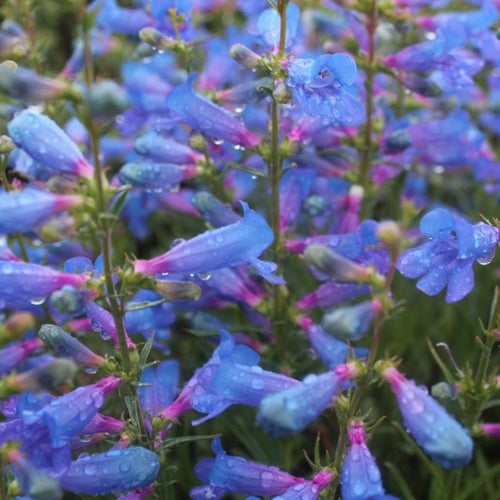 Penstemon heterophyllus 'Electric Blue'