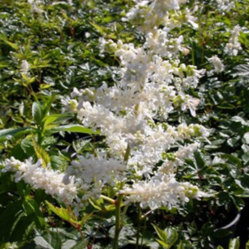 Astilbe x a. 'Bridal Veil' (white)