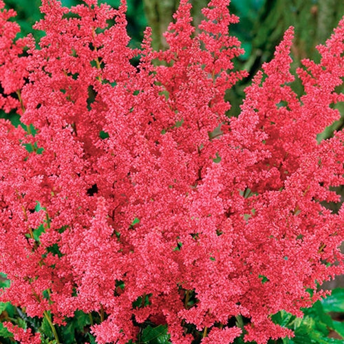 Astilbe j. 'Montgomery' (red)