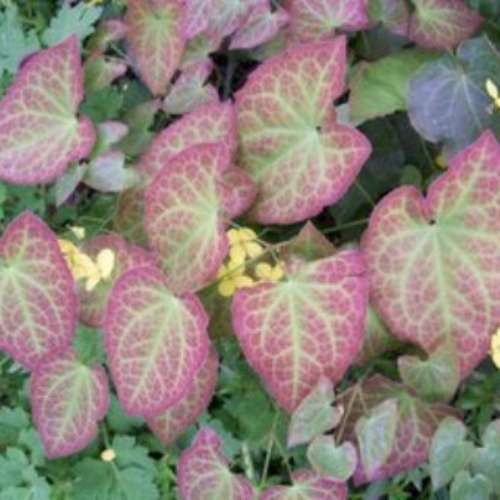 Epimedium x 'Frohnleiten' (yellow)