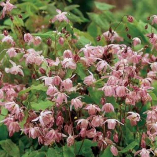 Epimedium young. 'Roseum'