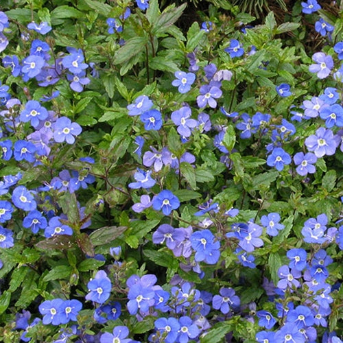 Veronica pd. 'Georgia Blue'