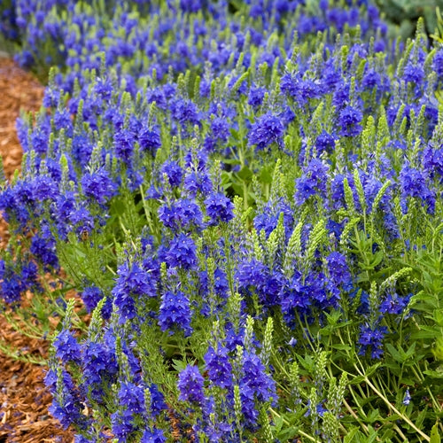 Veronica au. 'Crater Lake Blue'