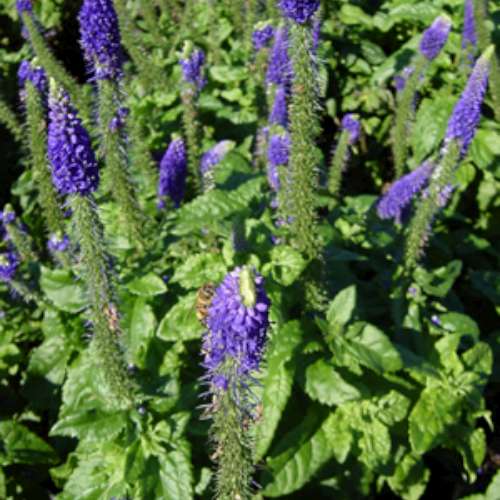 Veronica 'Sunny Border Blue'