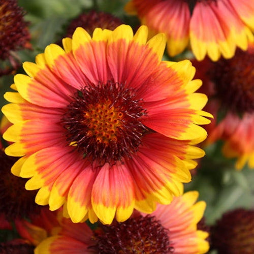 Gaillardia 'Arizona Sun'
