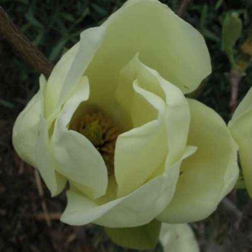 Magnolia x 'Elizabeth' (yellow)
