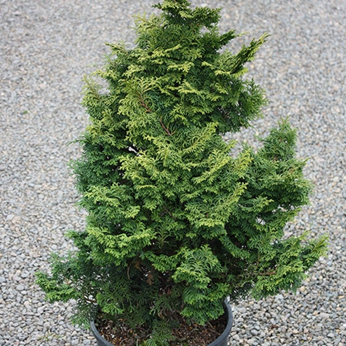 Chamaecyparis ob. 'Kosteri'