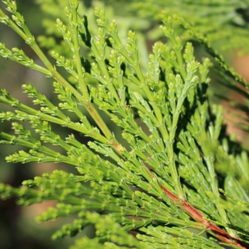 Libocedrus decurrens
