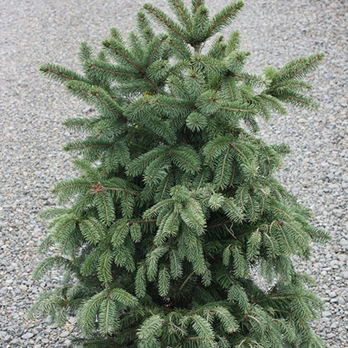 Picea pungens