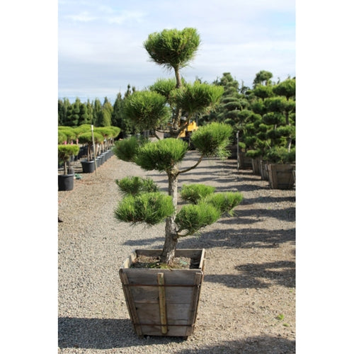Pinus thunbergii