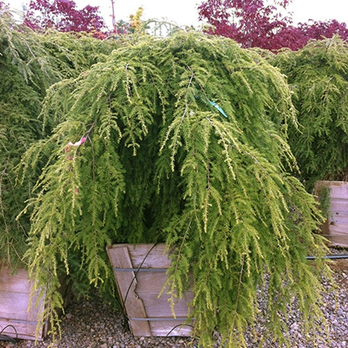 Tsuga can. 'Pendula' (Sargentii)