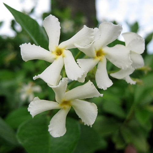 Trachelospermum asiaticum