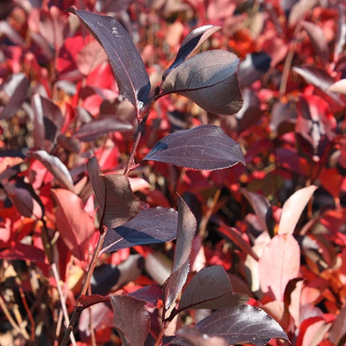 Aronia mel. 'Autumn Magic'