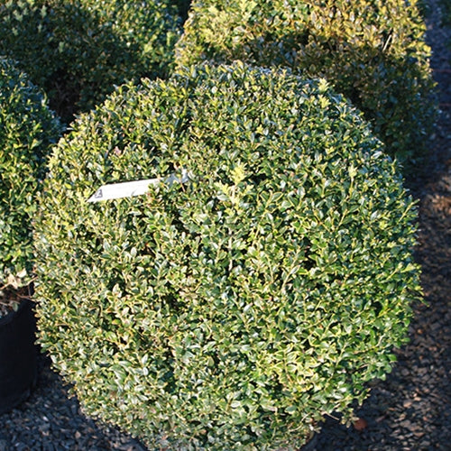 Buxus s. 'Newport Blue'