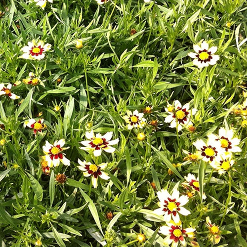 Coreopsis 'Cosmic Eye' PP22601 (red/yellow)