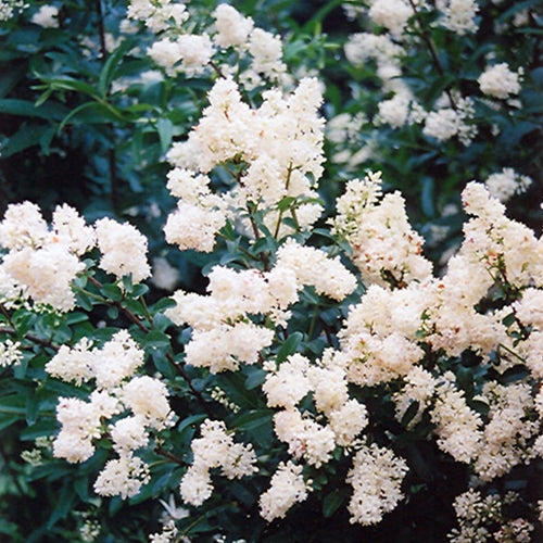 Ligustrum v. 'Cheyenne'
