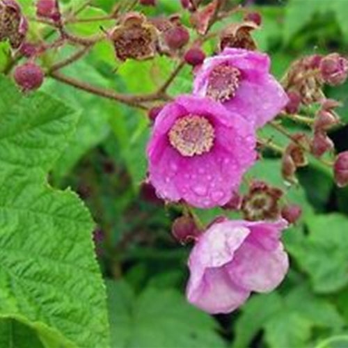 Rubus odoratus