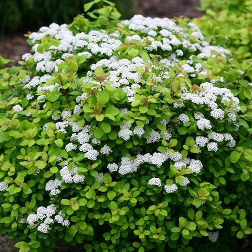 Spiraea betulifolia 'Tor'