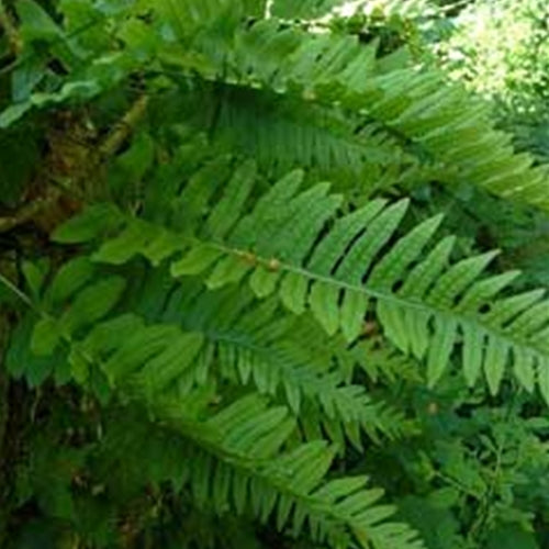 Fern, Polypodium vulgare - Common Polypod