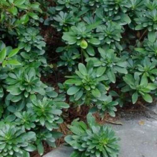 Euphorbia amyg. 'Robbiae'