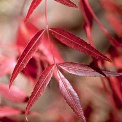 Fraxinus ox. 'Raywood'