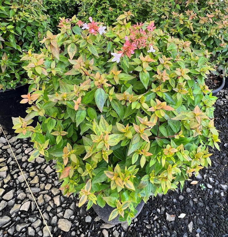 Abelia x gr. 'Kaleidoscope' PP16988