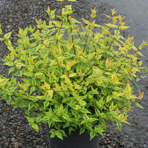 Abelia x gr. 'Kaleidoscope' PP16988