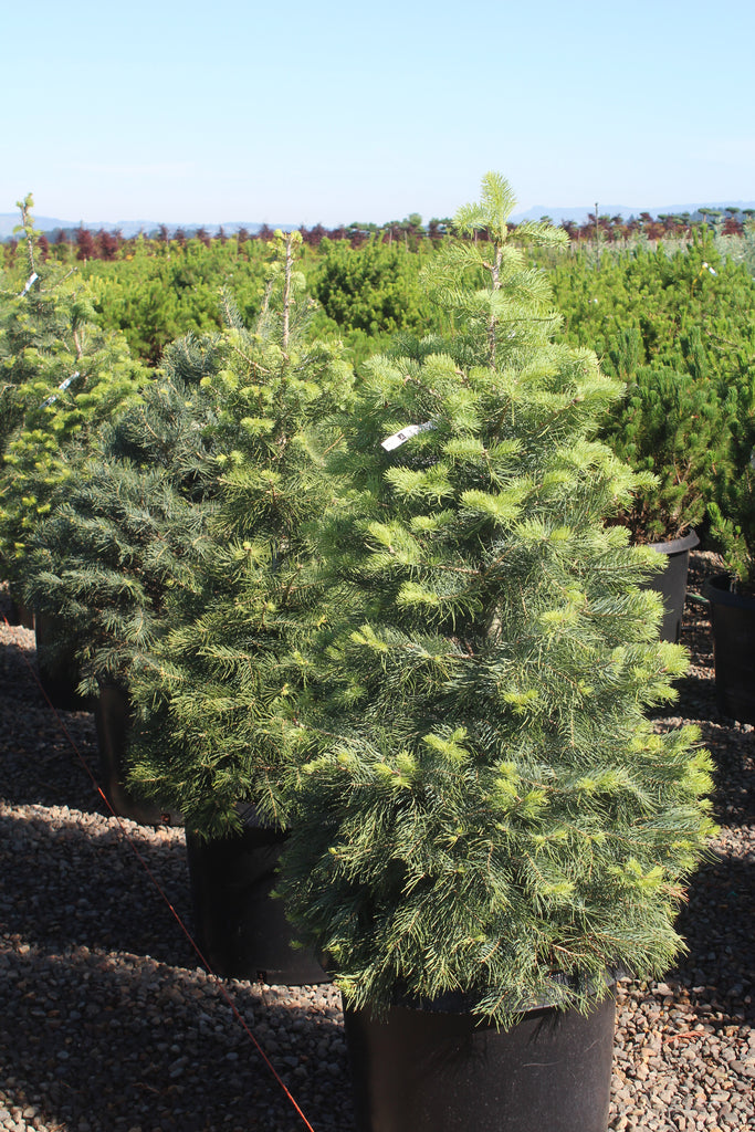 Abies concolor 'Blue Cloak' (BBP)
